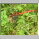 Sympetrum sanguineum - Blutrote Heidelibelle m03.jpg